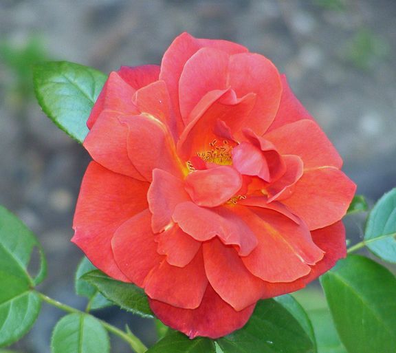 Hot Cocoa photo hc2014_07260001_zps269f0e2f.jpg